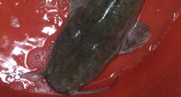 八须鱼与鲶鱼的区别