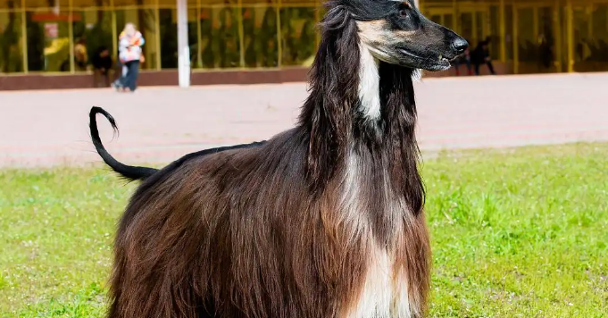 阿富汗猎犬购买建议，议们你们知道吗？