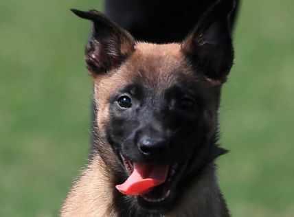 申请饲养马犬所需资料有哪些？