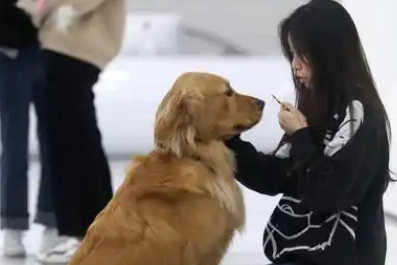 易宠科技:中国宠物行业的供应链巨头 易宠科技:中国宠物行业的供应链巨头
