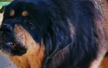 鬼獒是什么，鬼獒其实就是藏獒的亚种的产物