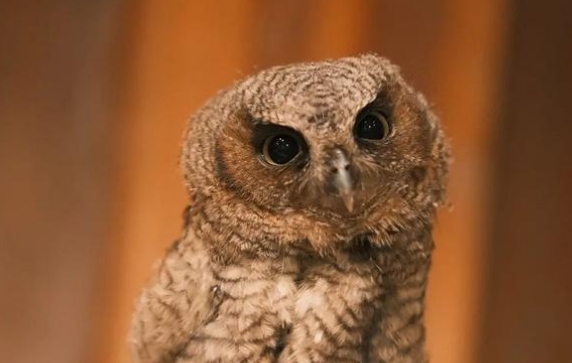 猫头鹰战斗力 猫头鹰战斗力