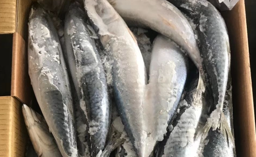 鲅鱼是不是秋刀鱼