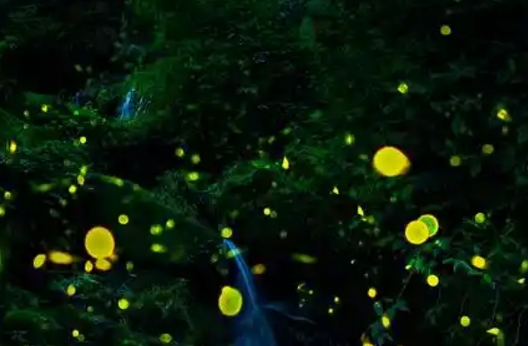 萤火虫有多少种