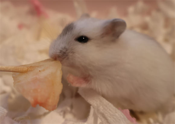 仓鼠的外貌