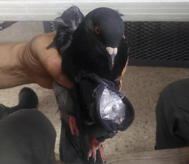 哥斯达黎加一只猫“走私”毒品被抓,此前还有囚犯用信鸽携带毒品入狱 哥斯达黎加一只猫“走私”毒品被抓,此前还有囚犯用信鸽携带毒品入狱