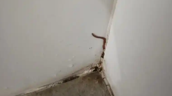 厕所有蚯蚓怎么办