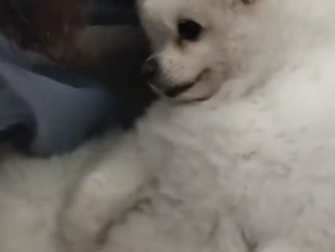 女子抱狗子照镜子,狗子以为女子抱别的狗,直接被气晕了 女子抱狗子照镜子,狗子以为女子抱别的狗,直接被气晕了