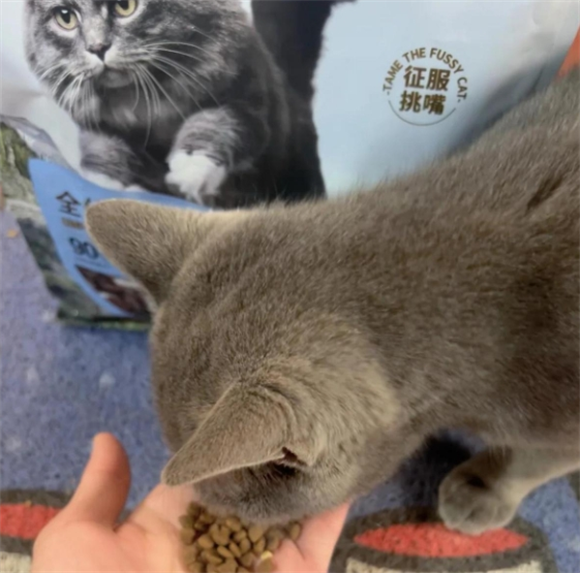 纯皓猫粮:猫咪的食肉天堂 纯皓猫粮:猫咪的食肉天堂