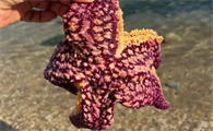 海星能吃什么食物