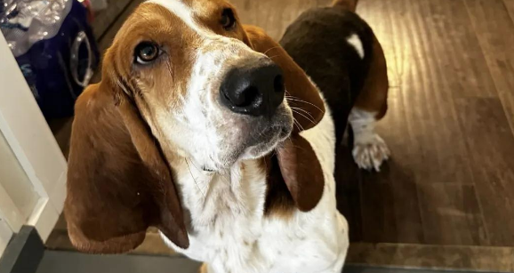 探索巴吉度犬:短腿猎犬的独特魅力 探索巴吉度犬:短腿猎犬的独特魅力