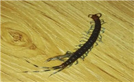 养殖蜈蚣成本与收益