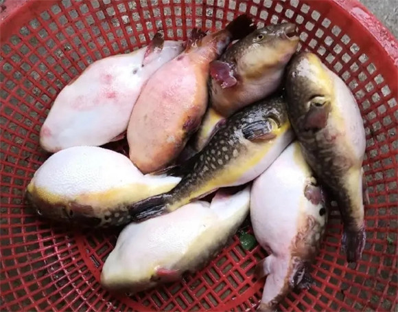 海里河豚鱼有毒吗