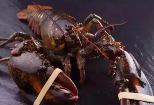 波斯龙是什么龙虾