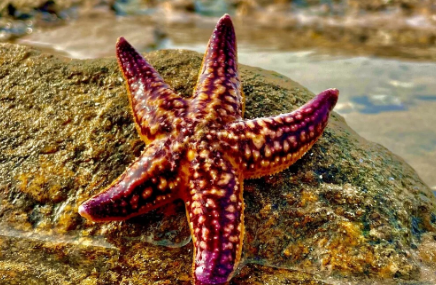 海星可以整个吃吗
