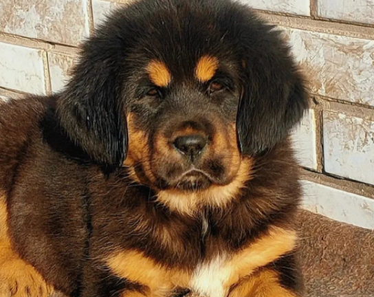 藏獒犬:霸气且忠诚的守护者! 藏獒犬:霸气且忠诚的守护者!