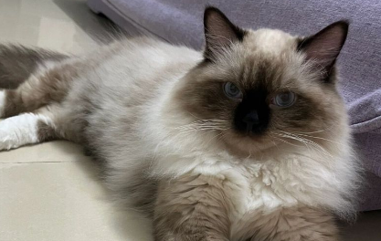 科普：巴厘猫的性格怎么样？