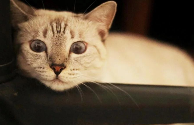波米拉猫：斑纹之美与性格之谜！