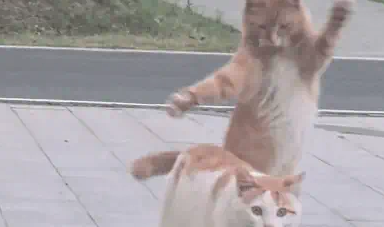 猫咪突发奇想吓唬同伴,绕道背后纵身一跳 猫咪突发奇想吓唬同伴,绕道背后纵身一跳