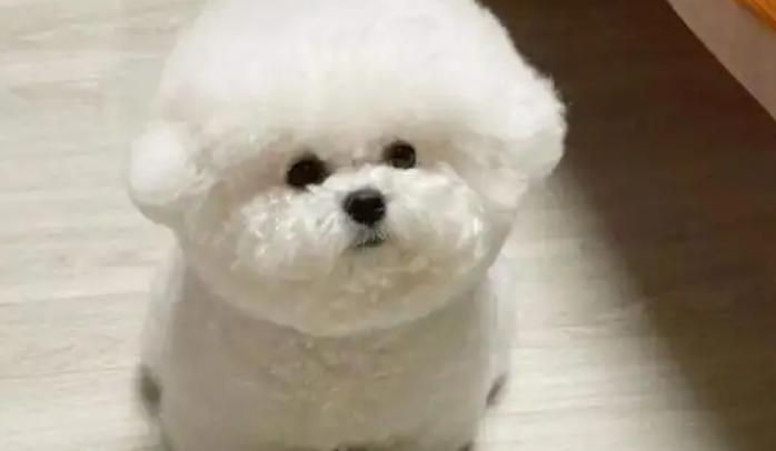 没有羊奶该给小狗吃什么