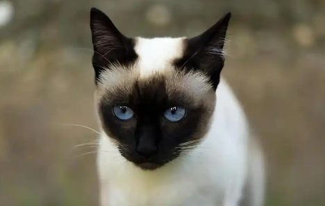 巴厘猫：从不被重视到如今的优雅猫王