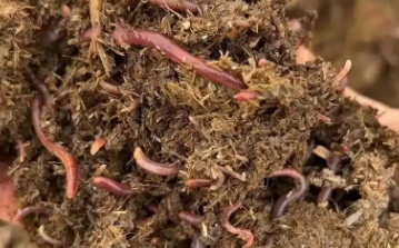箱养蚯蚓怎么除粪便