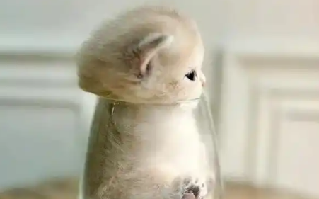 茶杯猫品种介绍，茶杯猫如何喂养？