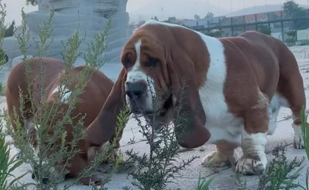 巴吉度犬的7大缺点，你准备好面对了吗？