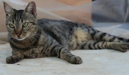 最小的猫是茶杯猫？速来了解