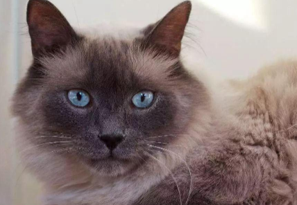 巴厘猫怎么样？聪明热情生机勃勃！