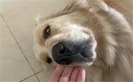 狗狗吐白色泡沫怎么解决