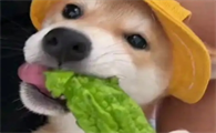 狗狗吃了苦瓜会怎样