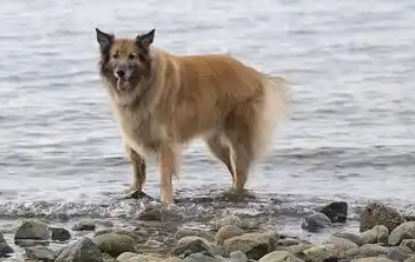 如何挑选纯种比利时坦比连犬? 如何挑选纯种比利时坦比连犬?
