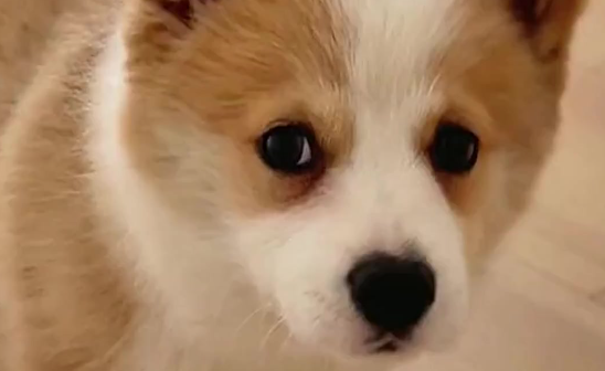 威尔斯柯基犬断尾的利与弊：是时候重新审视这一传统了？