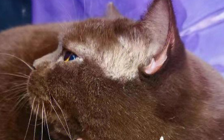 海之格猫粮：国产猫粮中的隐藏宝藏