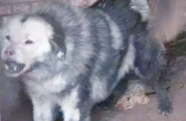 鬼獒:一种比藏獒更凶猛的獒犬,仅存数量稀少 鬼獒:一种比藏獒更凶猛的獒犬,仅存数量稀少