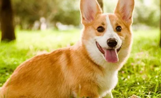 每期认识一种狗狗--威尔斯柯基犬 每期认识一种狗狗--威尔斯柯基犬
