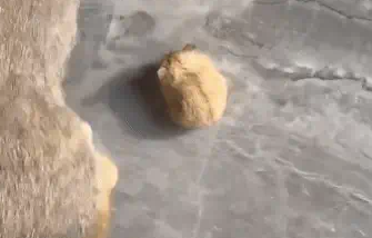 猫咪背着仓鼠兜风,前一秒和谐,下一秒直接一个飞踢 猫咪背着仓鼠兜风,前一秒和谐,下一秒直接一个飞踢