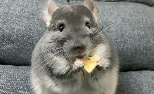 黄瓜——龙猫理想的健康零食选择