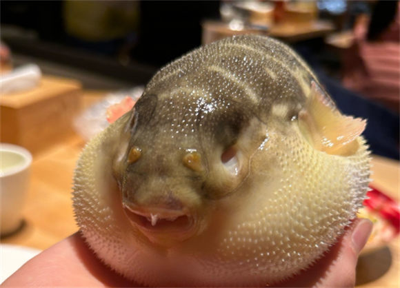 河豚什么季节最毒