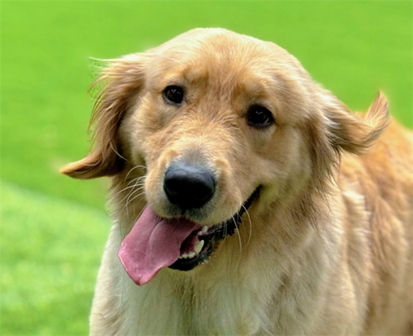 金毛生产前征兆喘气多久会生小狗