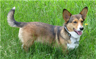威尔斯柯基犬：小型牧牛犬的多样性与饲养指南