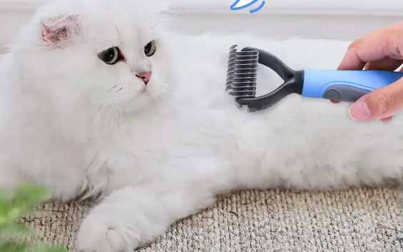 小魔猫梳子好不好 小魔猫梳子好不好