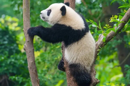 重庆动物园小熊猫在哪里