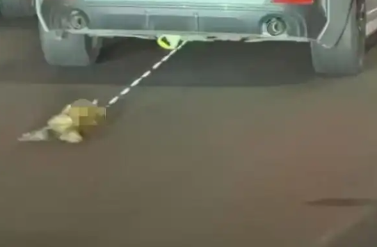 女子驾驶宝马车拖行小猫致死?警方最新通报:系意外 女子驾驶宝马车拖行小猫致死?警方最新通报:系意外