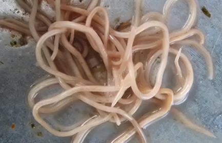 孩子如果有蛔虫有什么症状