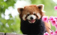 小熊猫是中国特有的吗