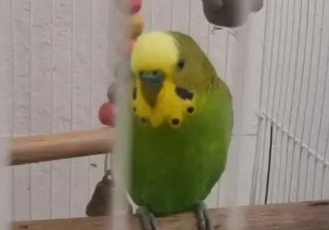 虎皮鹦鹉价格是多少