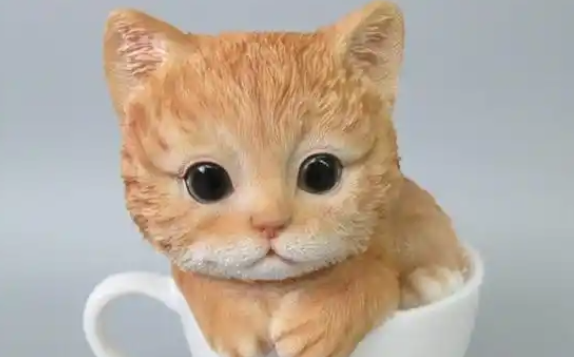 茶杯猫可爱的外表外表背后，隐藏着这些秘密