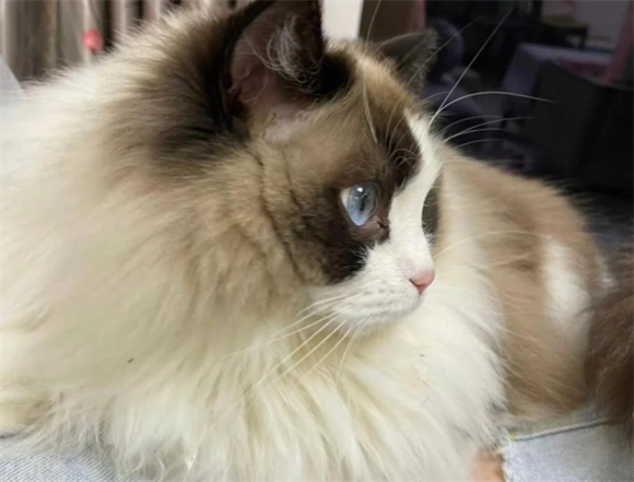 十六斤布偶猫养成记：畅享优品猫粮选择与体重控制